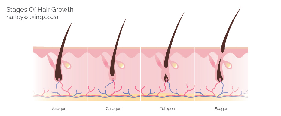 Phases of Hair Growth