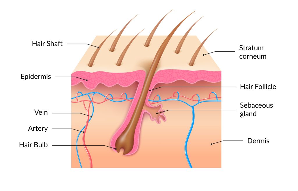 Structure of the skin