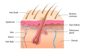 Human Skin Structure